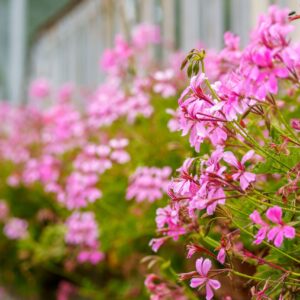 Cursus "Een levende tuin maak je zelf" - okt & nov 2026